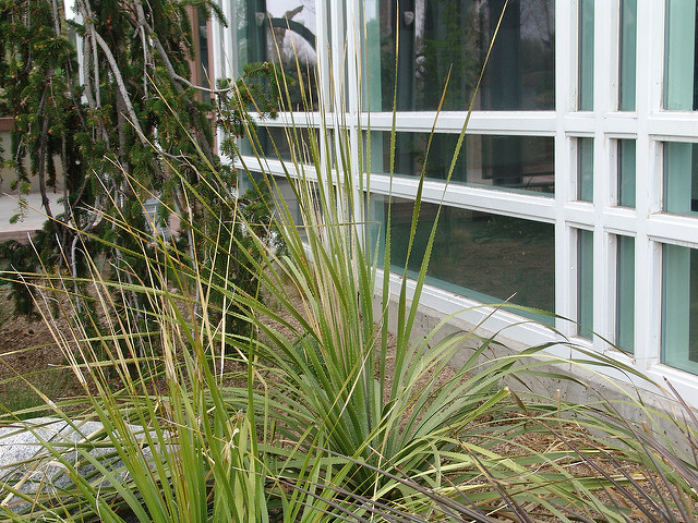 Dasylirion texanum