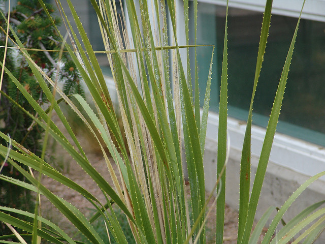 Dasylirion texanum
