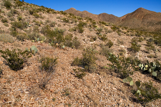 Dasylirion texanum