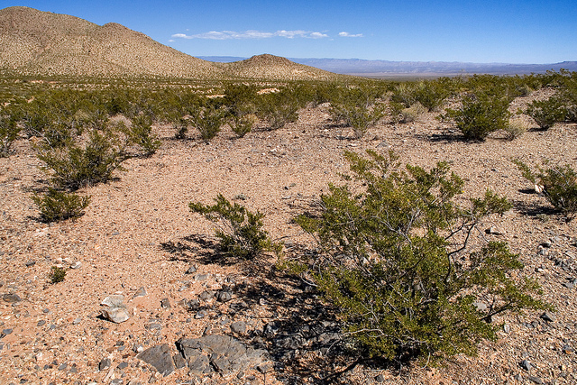 Dasylirion texanum