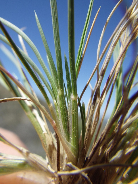 Dasyochloa pulchella