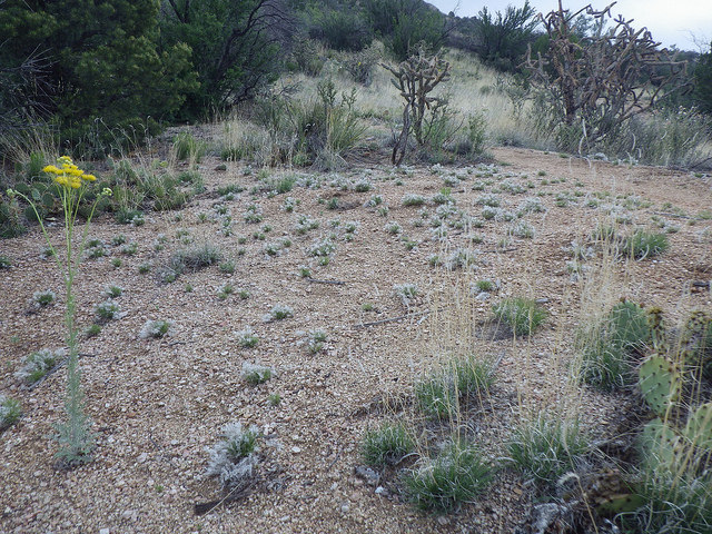 Dasyochloa pulchella