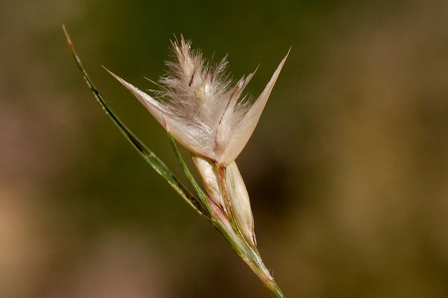 Dasyochloa pulchella