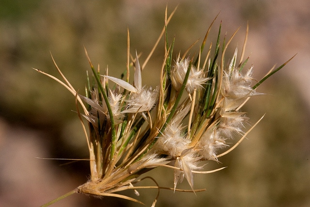 Dasyochloa pulchella