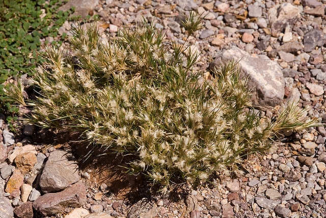 Dasyochloa pulchella