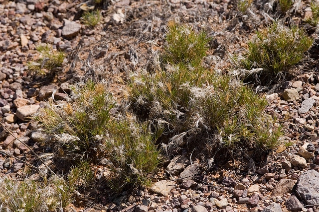 Dasyochloa pulchella