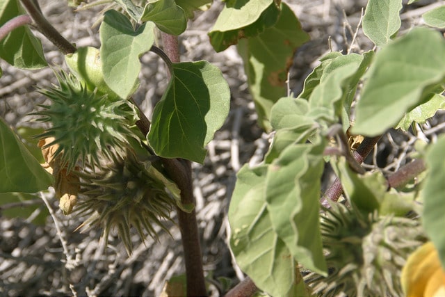 Datura discolor
