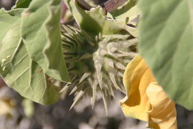 Datura discolor