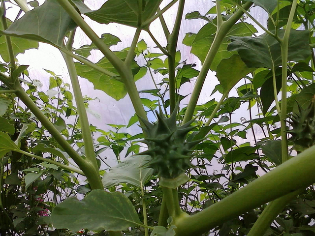 Stramoine épineuse (Datura ferox)