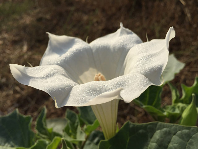 Stramoine à grandes fleurs