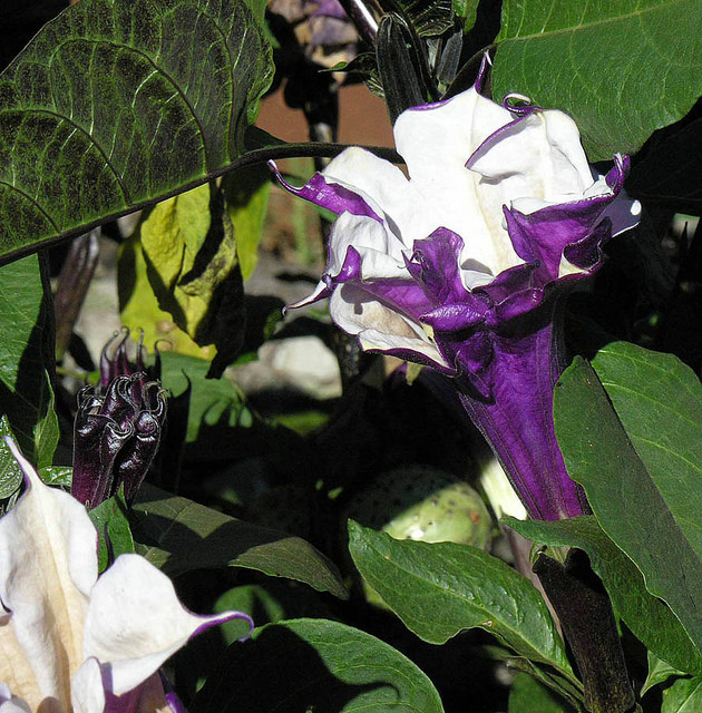 Stramoine à grandes fleurs