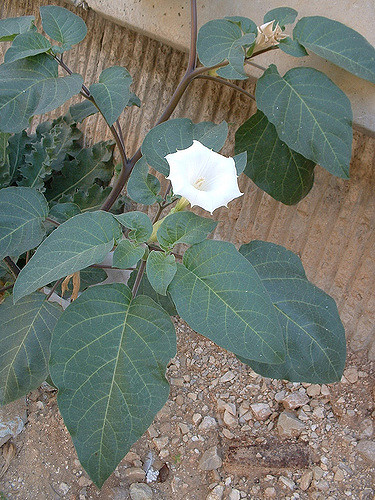 Stramoine à grandes fleurs