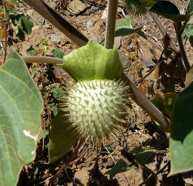 Stramoine à grandes fleurs