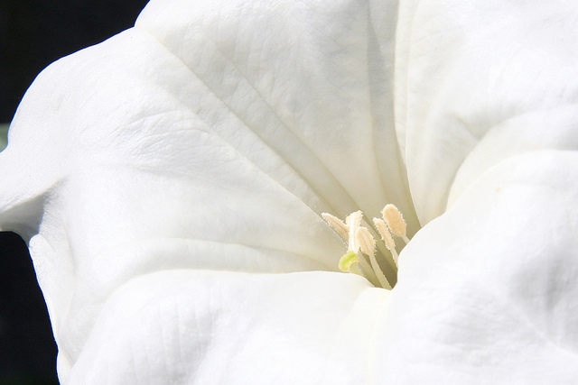 Stramoine à grandes fleurs