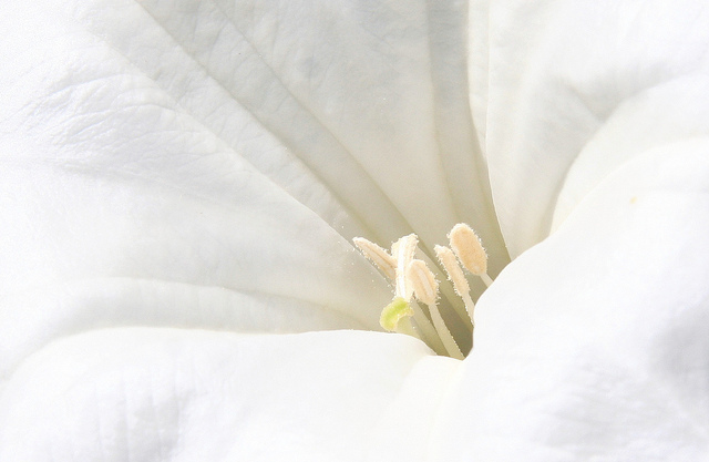 Stramoine à grandes fleurs (Datura innoxia)