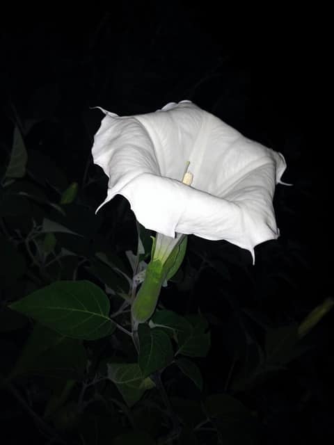 Datura inoxia