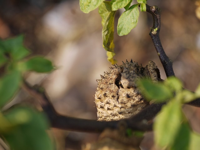 Datura inoxia