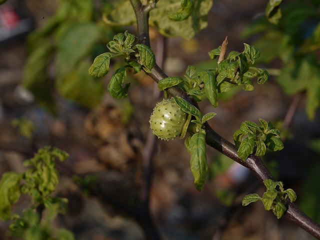 Datura inoxia