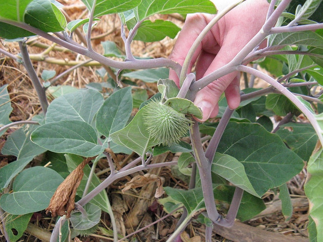 Datura inoxia