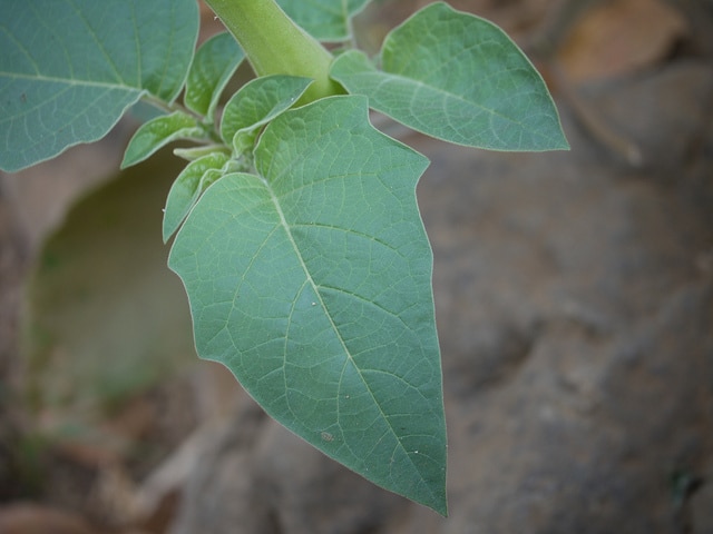 Datura inoxia