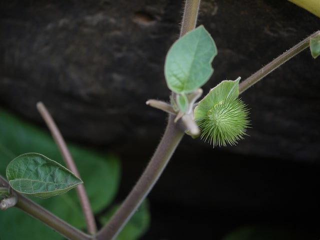 Datura inoxia