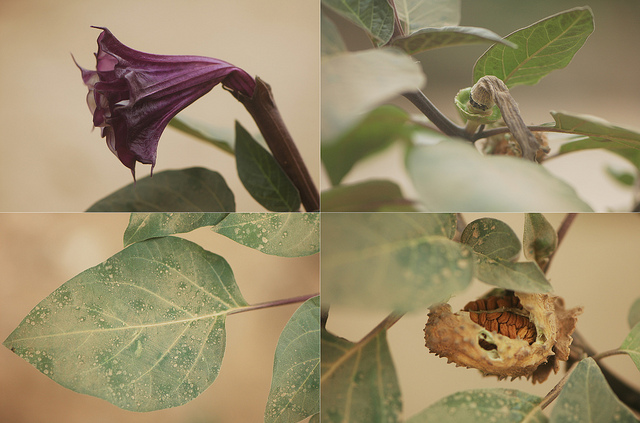 Métel (Datura metel)