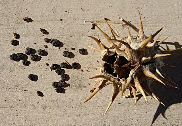 Datura à feuilles de chêne