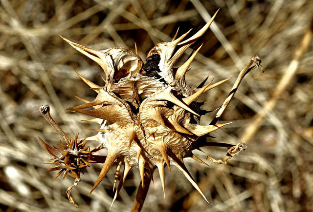 Datura à feuilles de chêne