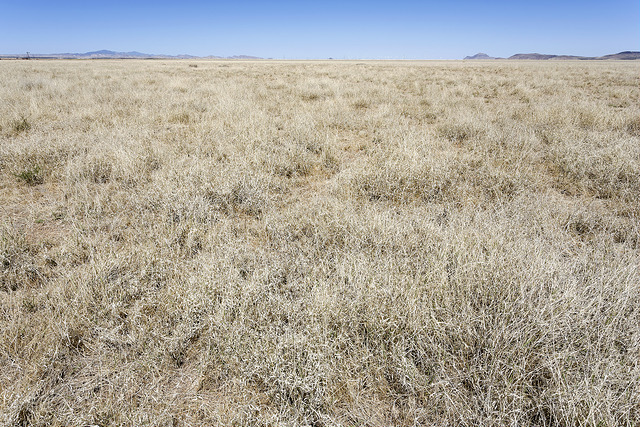Datura à feuilles de chêne (Datura quercifolia)