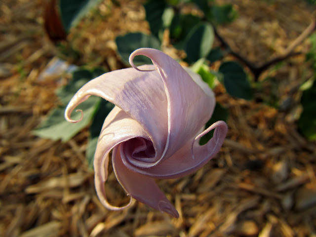 Pomme épineuse