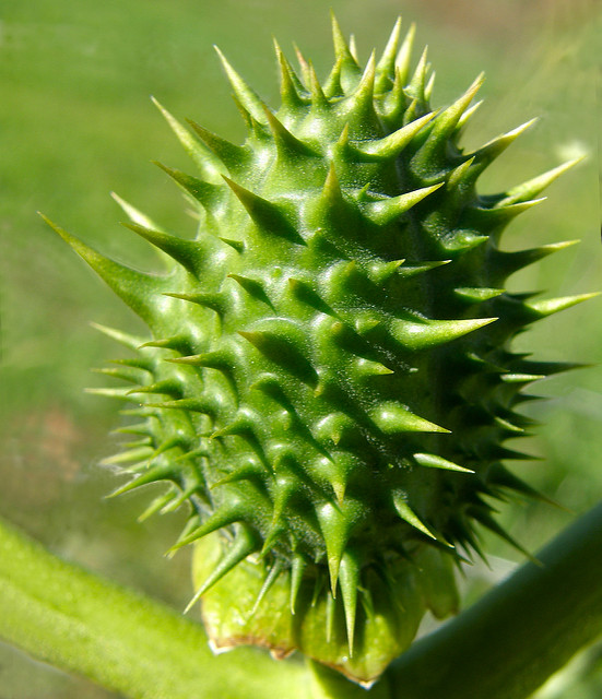 Pomme épineuse