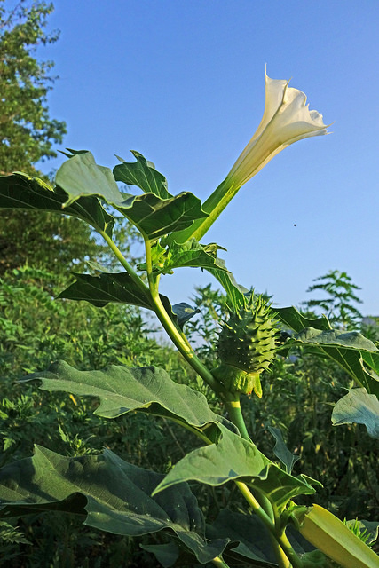 Pomme épineuse