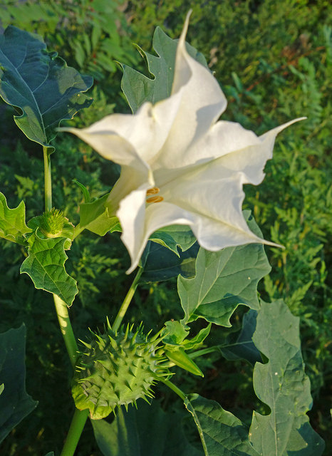 Pomme épineuse