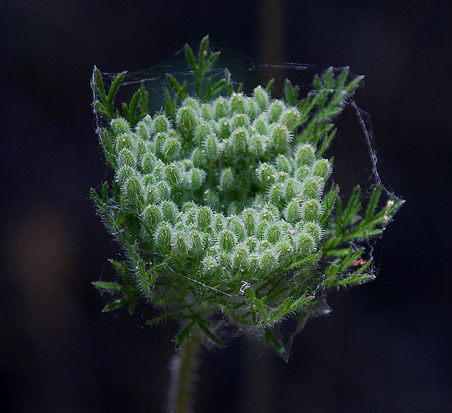 Daucus pusillus