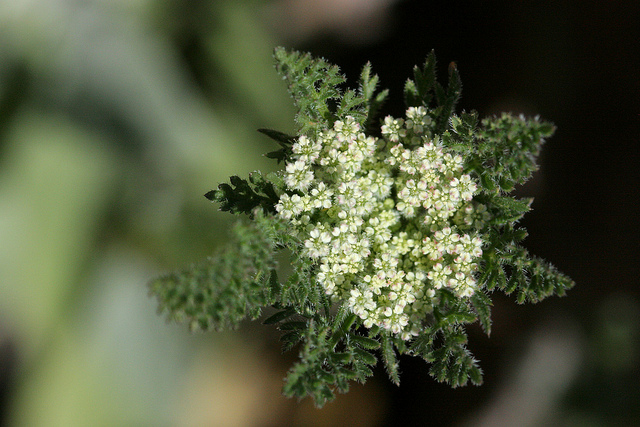 Daucus pusillus
