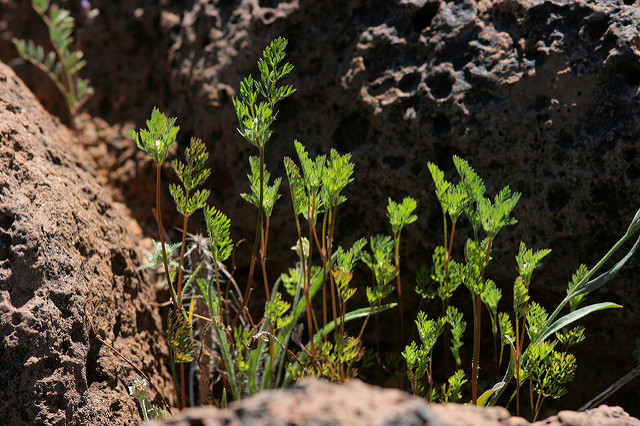 Daucus pusillus