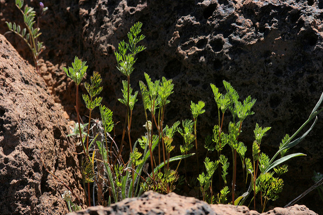 Daucus pusillus