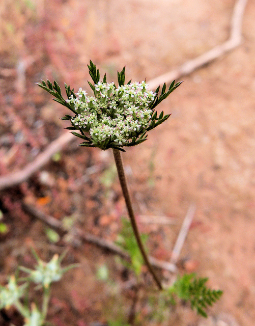 Daucus pusillus
