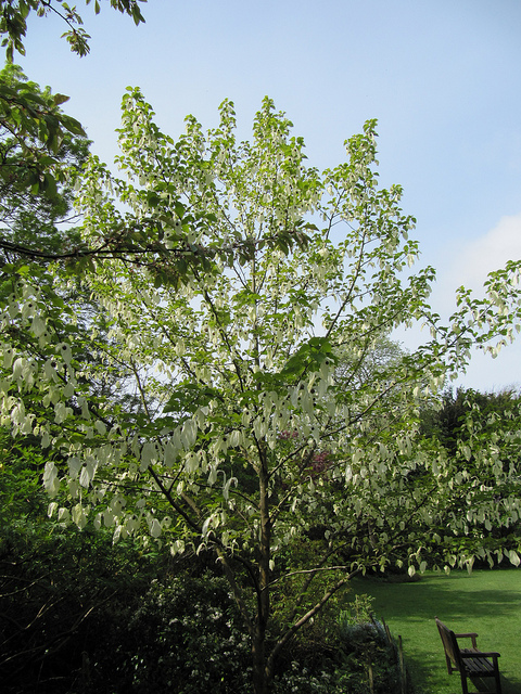 Arbre aux mouchoirs