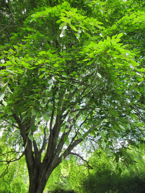 Arbre aux mouchoirs