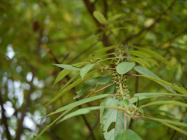 Debregeasia longifolia