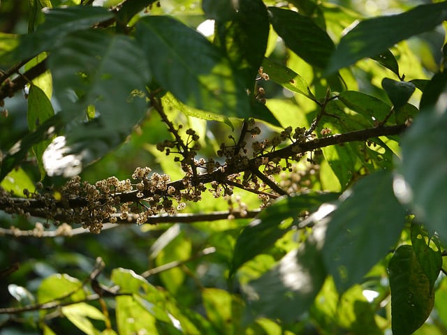 Debregeasia longifolia