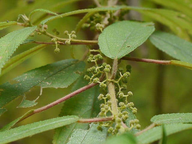 Debregeasia longifolia