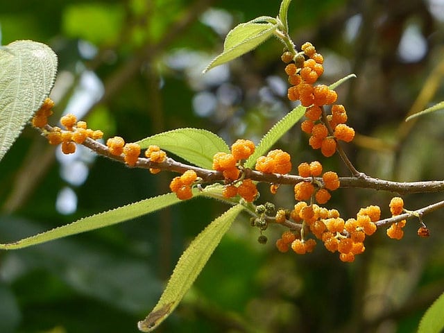 Debregeasia longifolia
