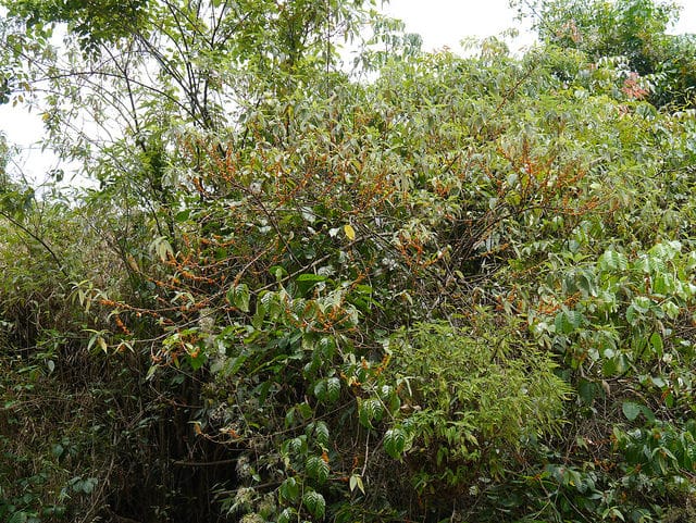 Debregeasia longifolia