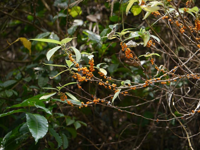 Debregeasia longifolia