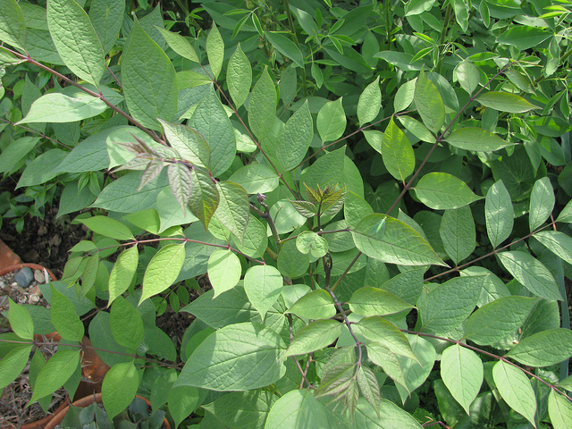Decaisnea fargesii