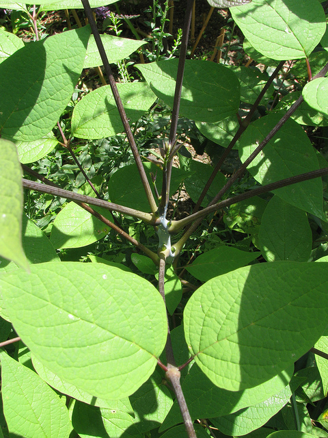 Decaisnea fargesii