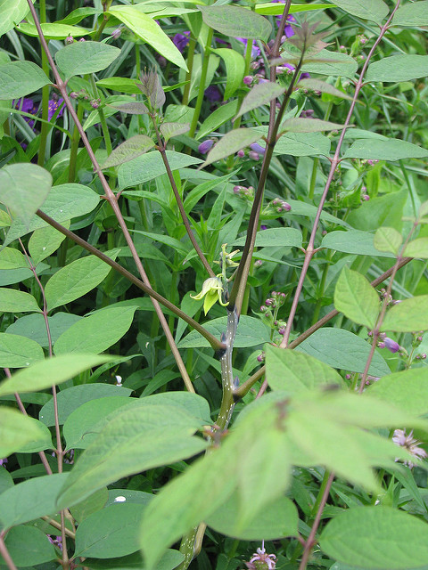 Decaisnea fargesii