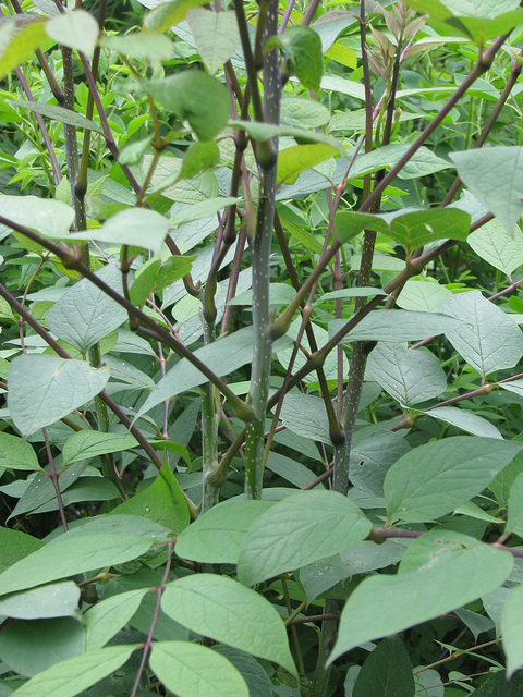 Decaisnea fargesii